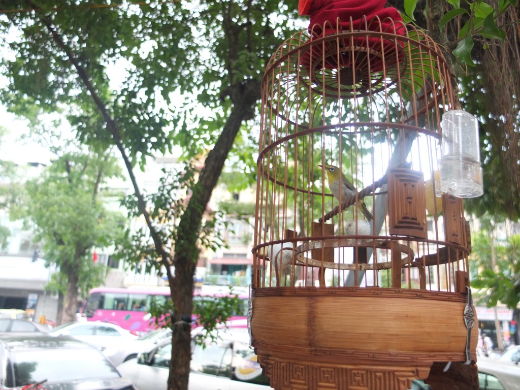 The bird cage  hang on the tree always makes me feel peaceful